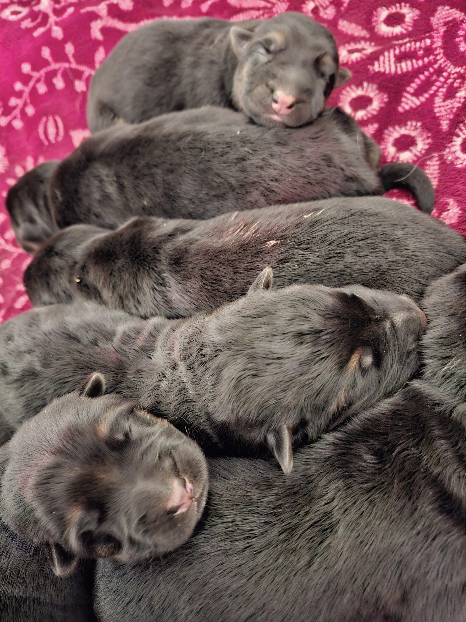 Chiot berger allemand