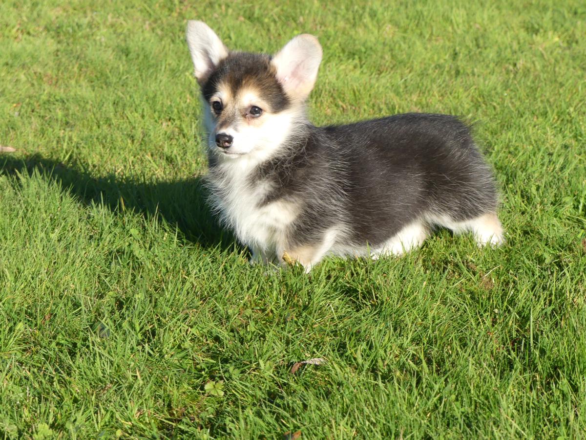 Chiot Femelle Welsh Corgi Pembroke