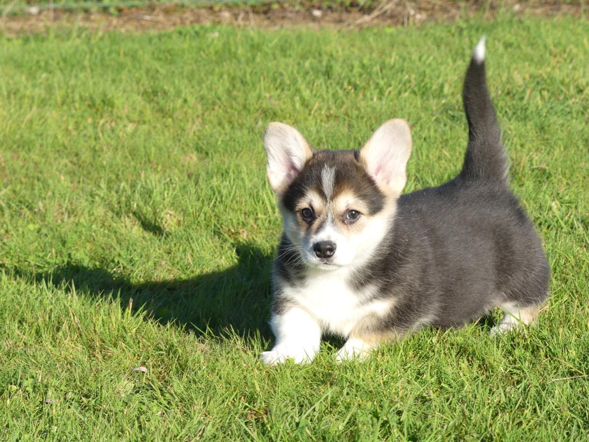 Chiot Mâle Welsh Corgi Pembroke LOF