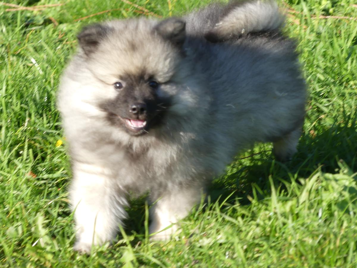 Chiot Femelle Spitz Allemand Loup