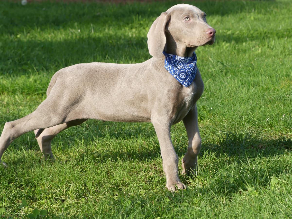 Chiot Mâle Braque de Weimar LOF