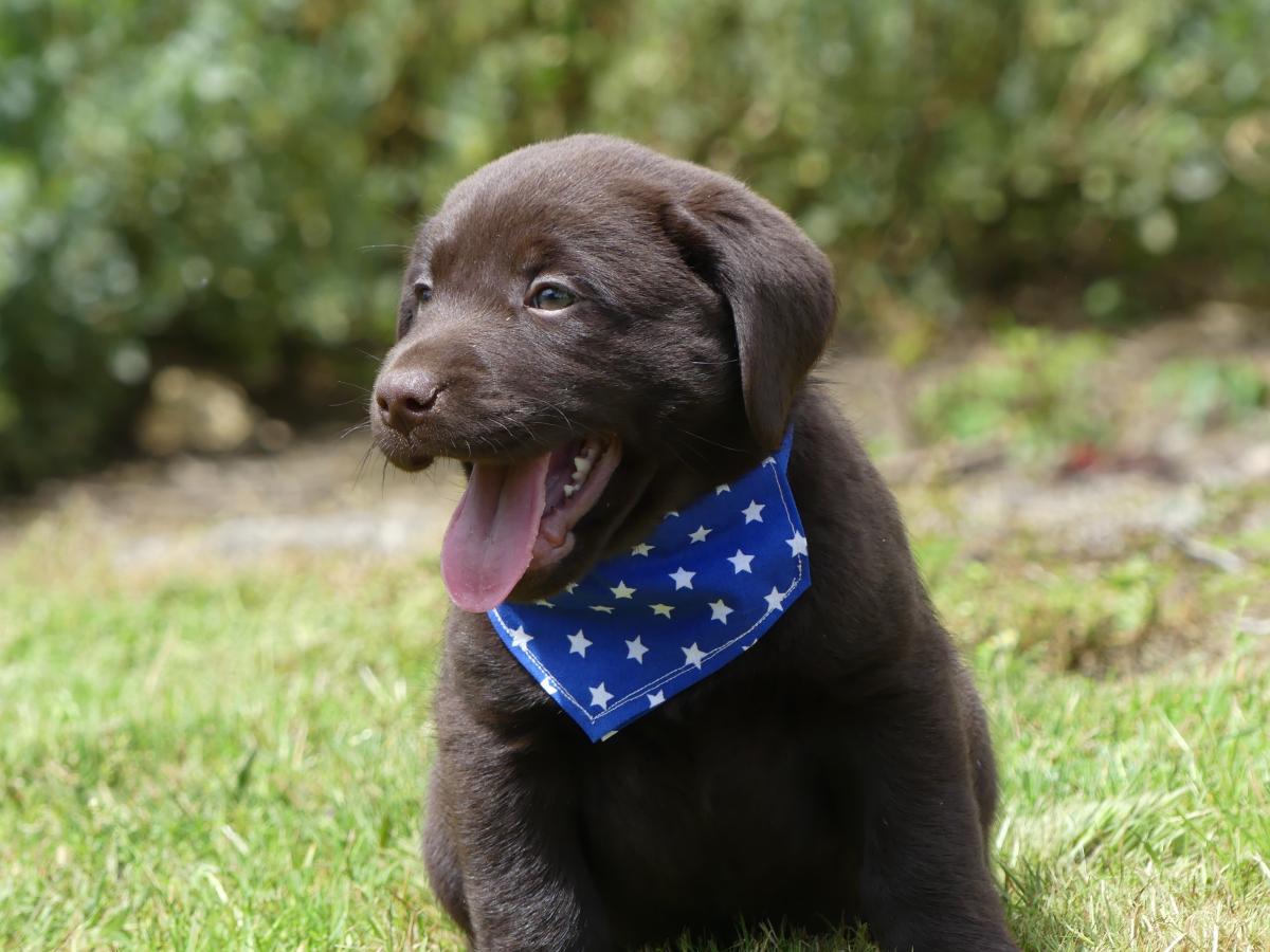 Chiot Mâle Retriever du Labrador LOF