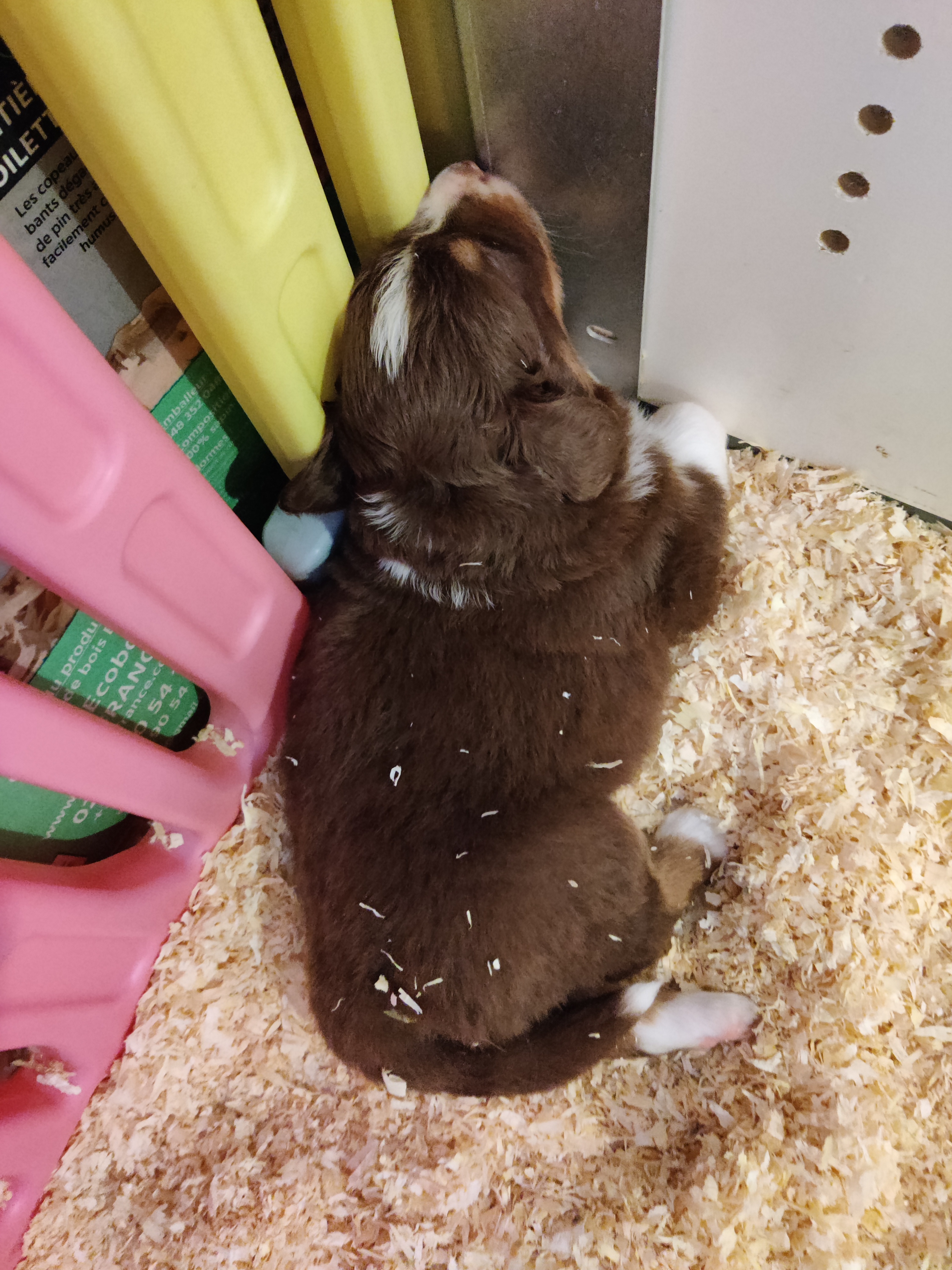 "Patapouf" Chiot Mâle Berger Australien Rouge Tricolore