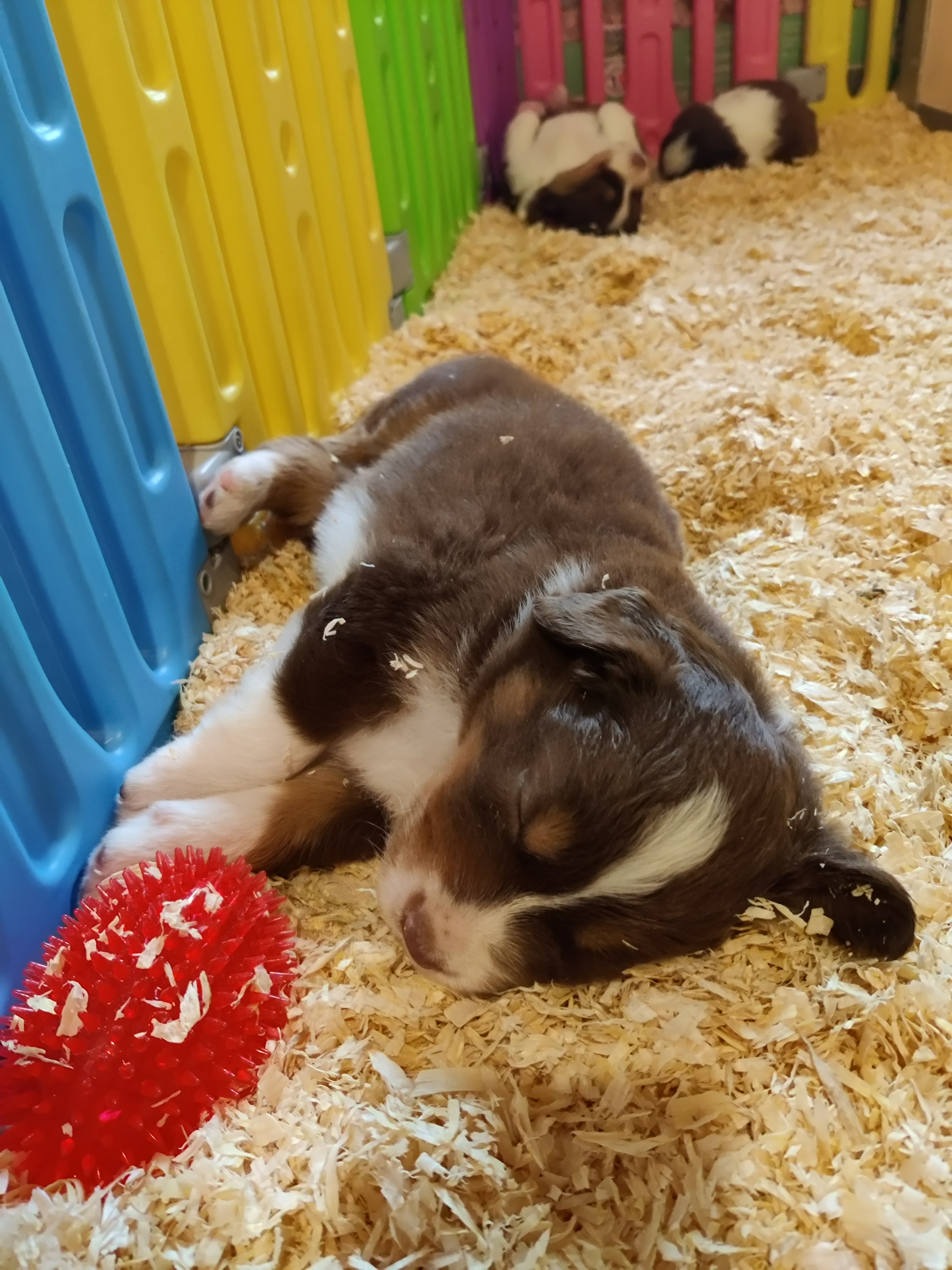 "Patapouf" Chiot Mâle Berger Australien Rouge Tricolore