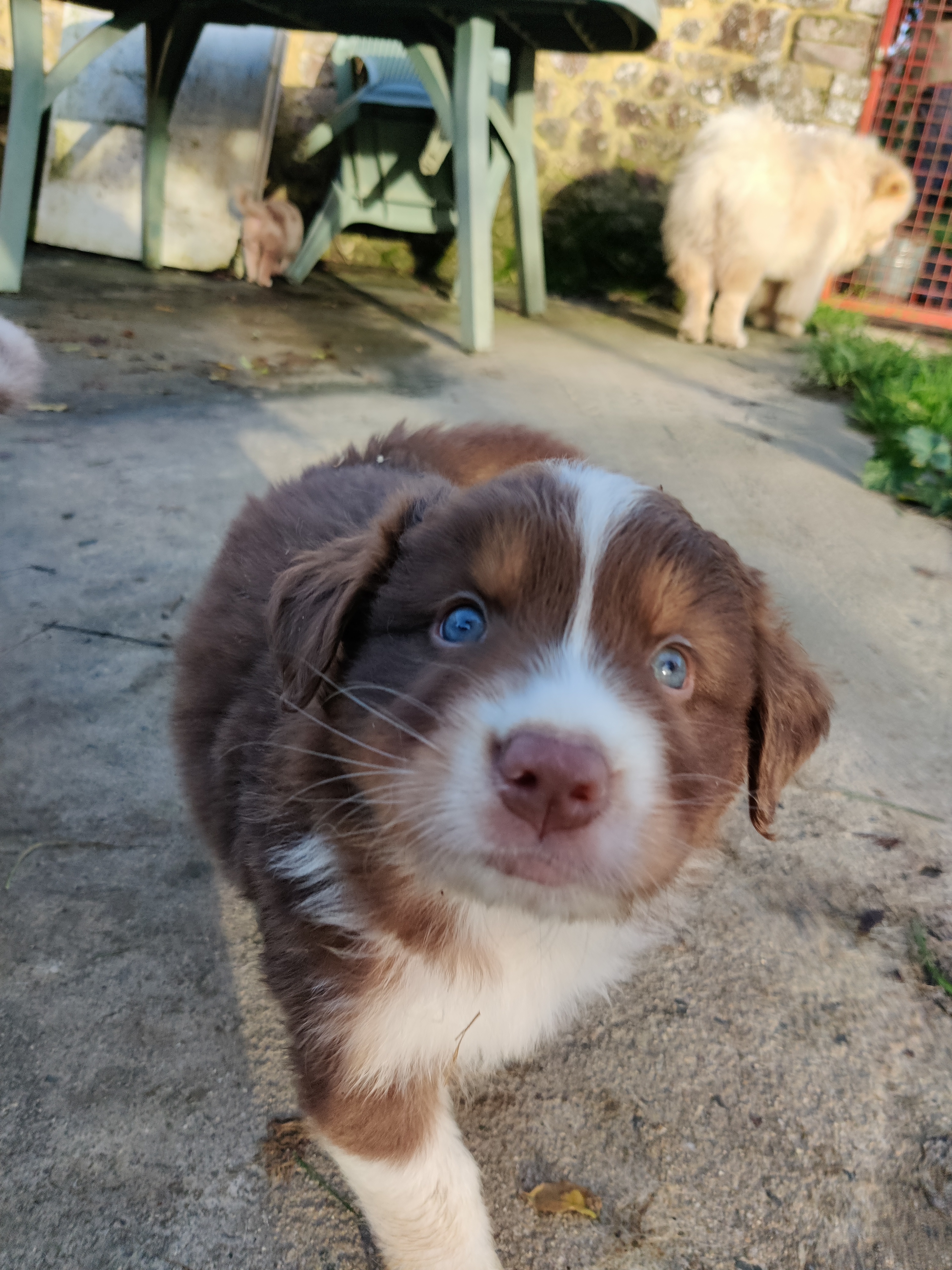 "Patapouf" Chiot Mâle Berger Australien Rouge Tricolore