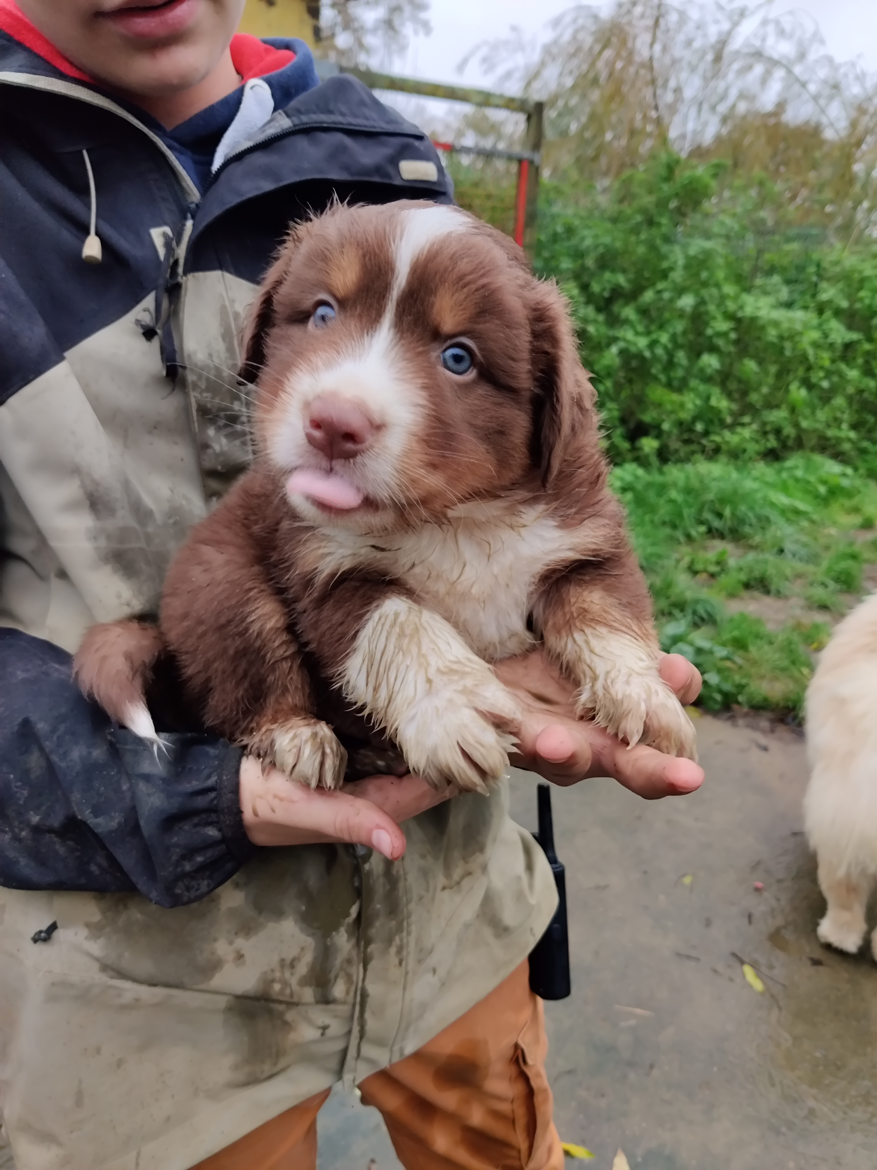 "Patapouf" Chiot Mâle Berger Australien Rouge Tricolore