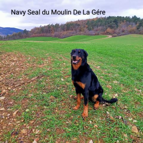 NAVY SEAL DU MOULIN DE LA GERE