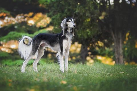 Race de chien