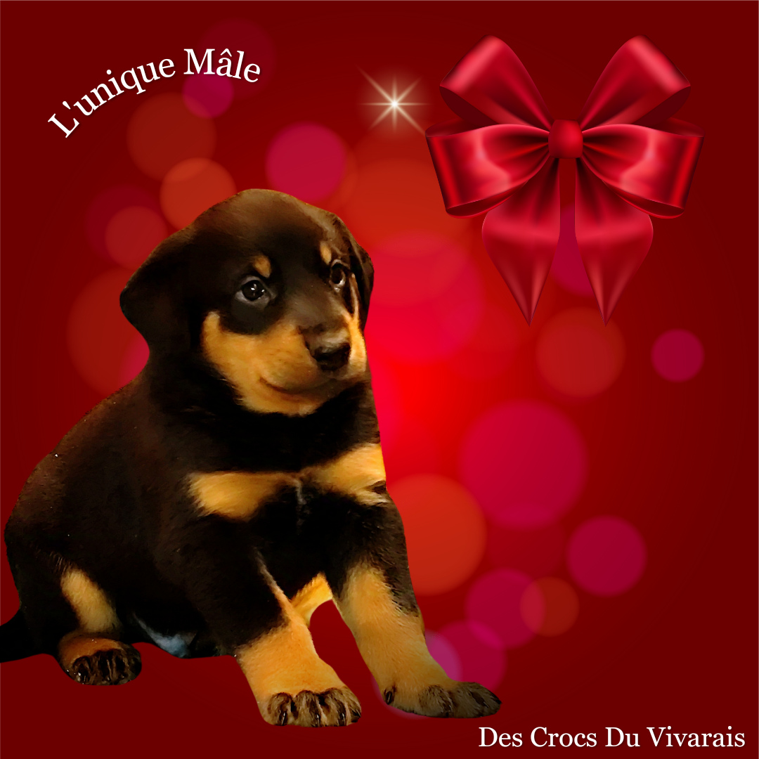 Chiot Beauceron