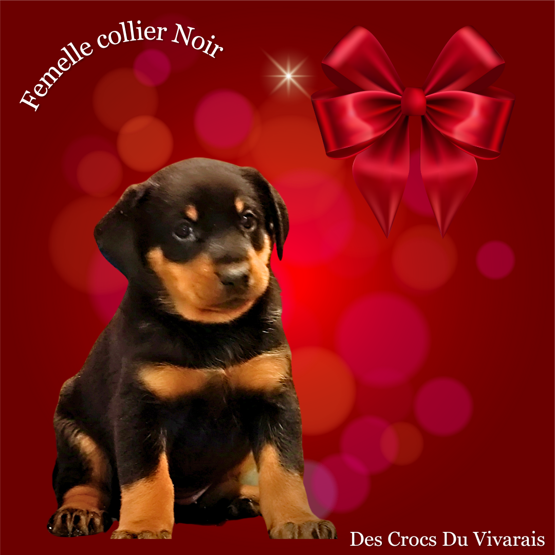 Chiot Beauceron