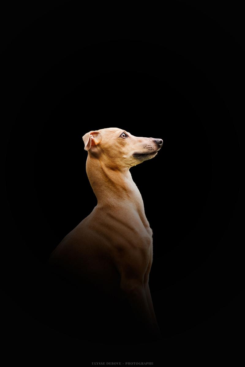 UNA STORIA IMPORTANTE EROS DES LANDES DU ROC ELLE