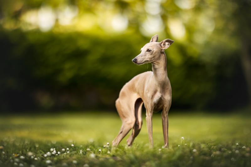 OSTERIA ALPINA DU ZEPHYR DE BIZANCE
