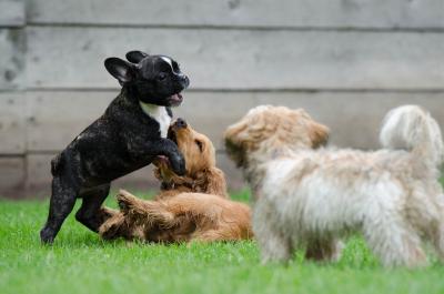 L'importance de la socialisation précoce pour les chiots