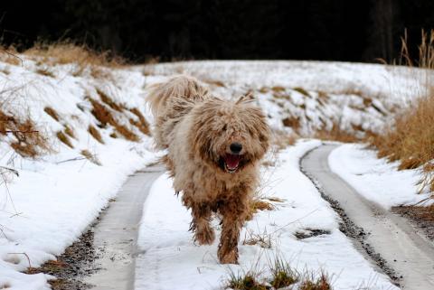 Race de chien