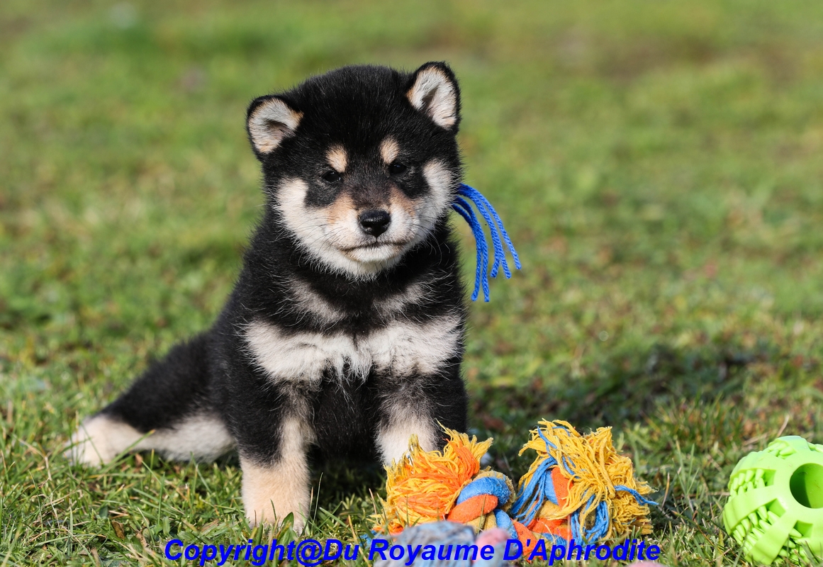 Chiots Shiba Inu    Noir et Feu