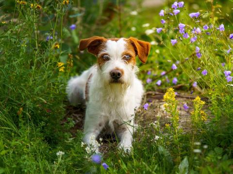 Race de chien