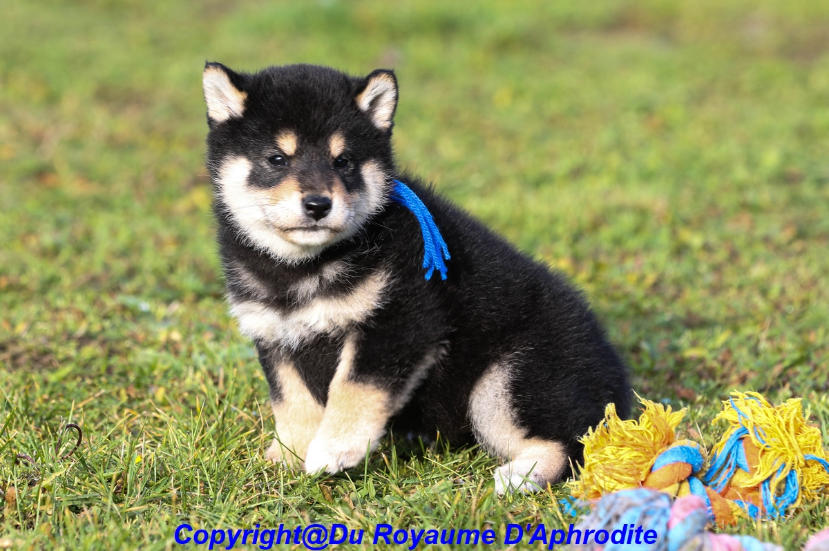 Chiots Shiba Inu    Noir et Feu