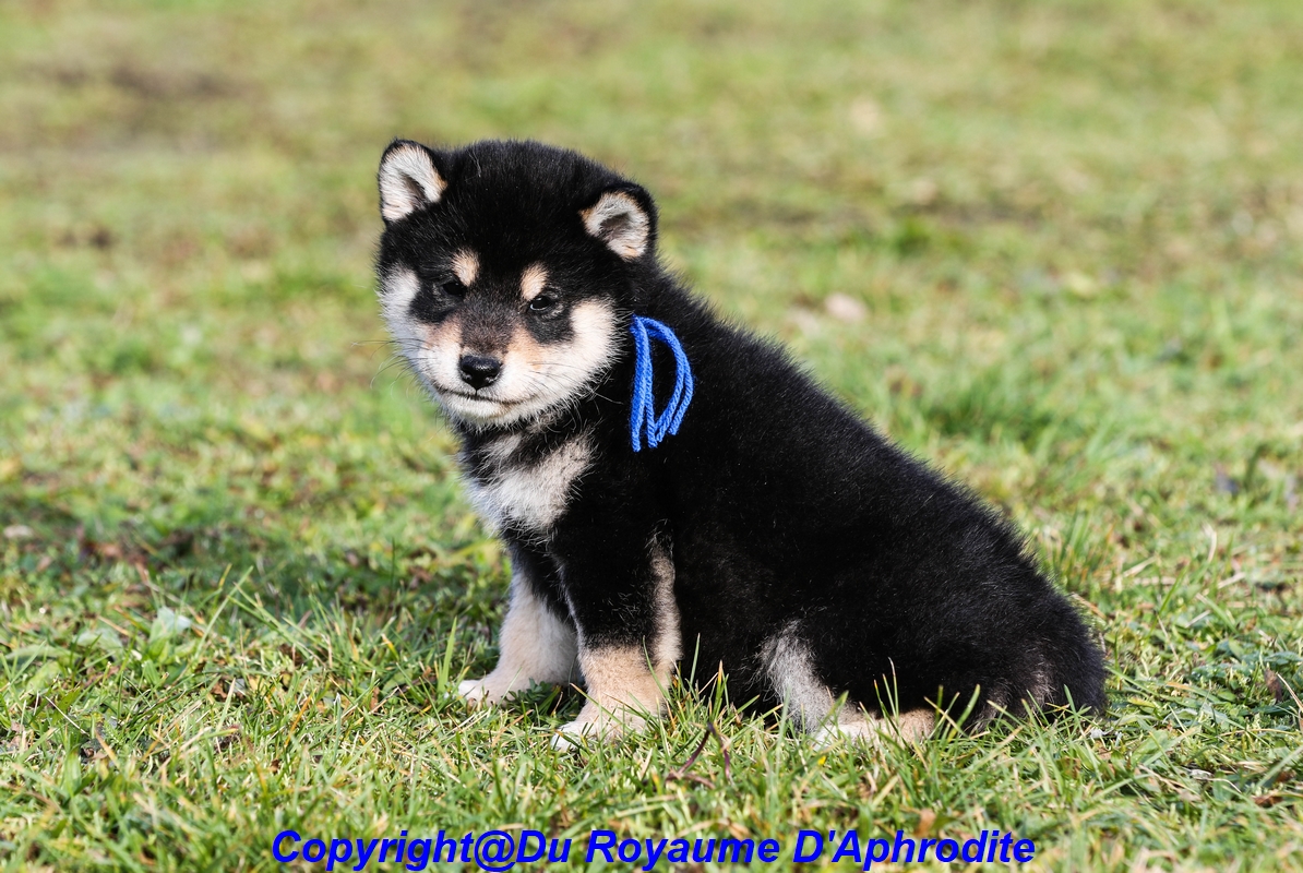 Chiots Shiba Inu    Noir et Feu