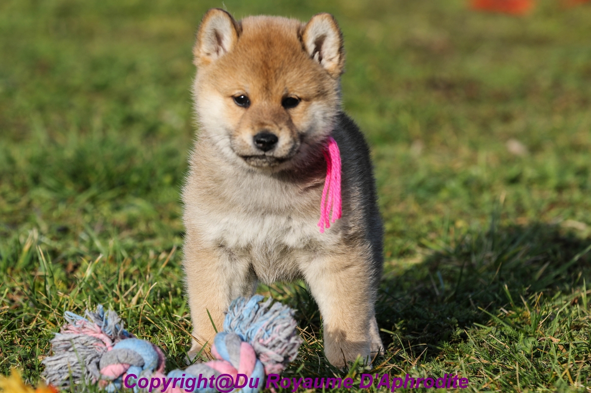 Chiot Shiba Inu Femelle Fauve