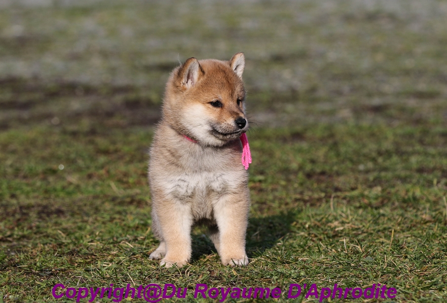 Chiot Shiba Inu Femelle Fauve