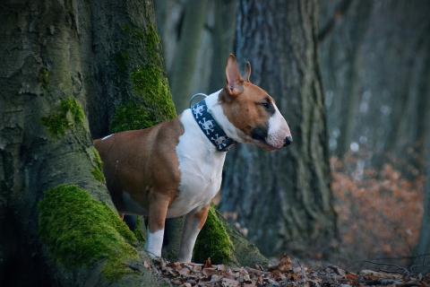 Race de chien