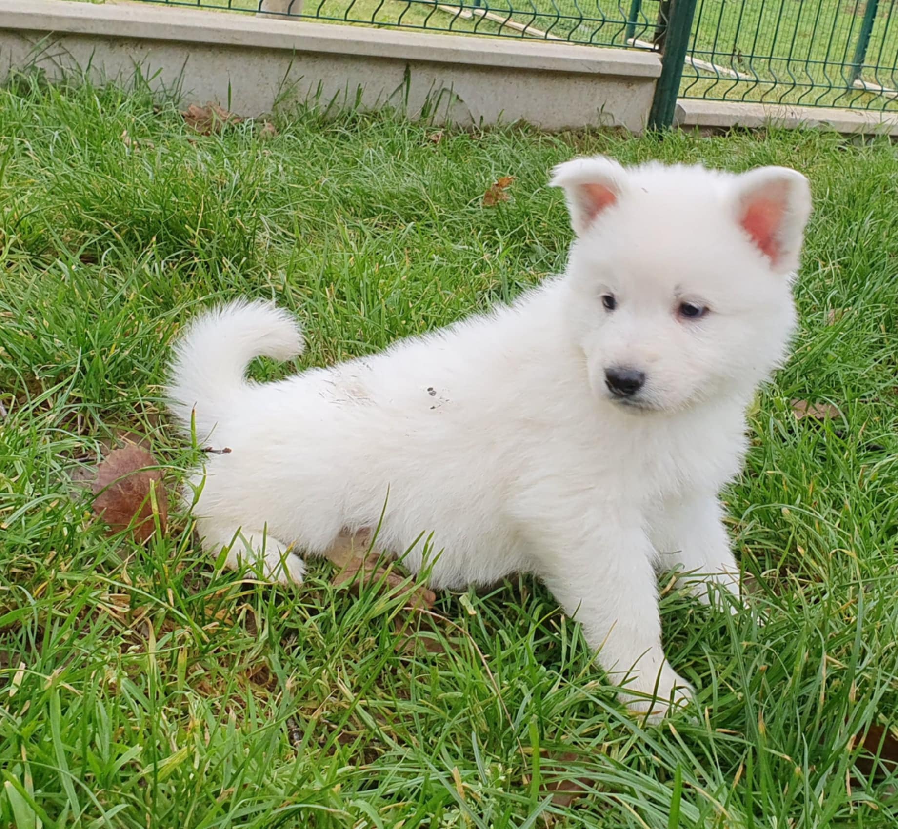 Chiots bergers blancs suisse LOF à Réserver