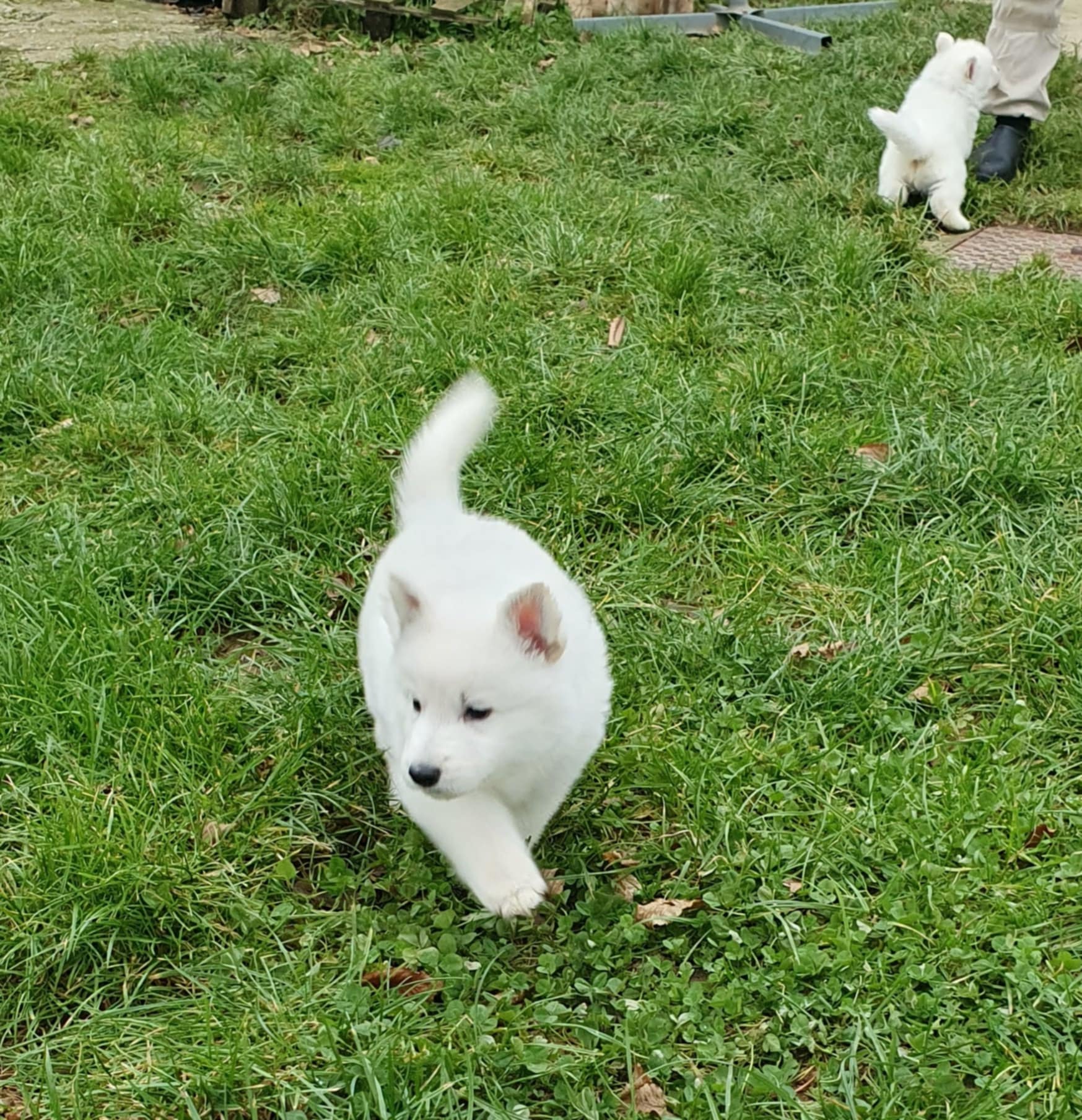 Chiots bergers blancs suisse LOF à Réserver