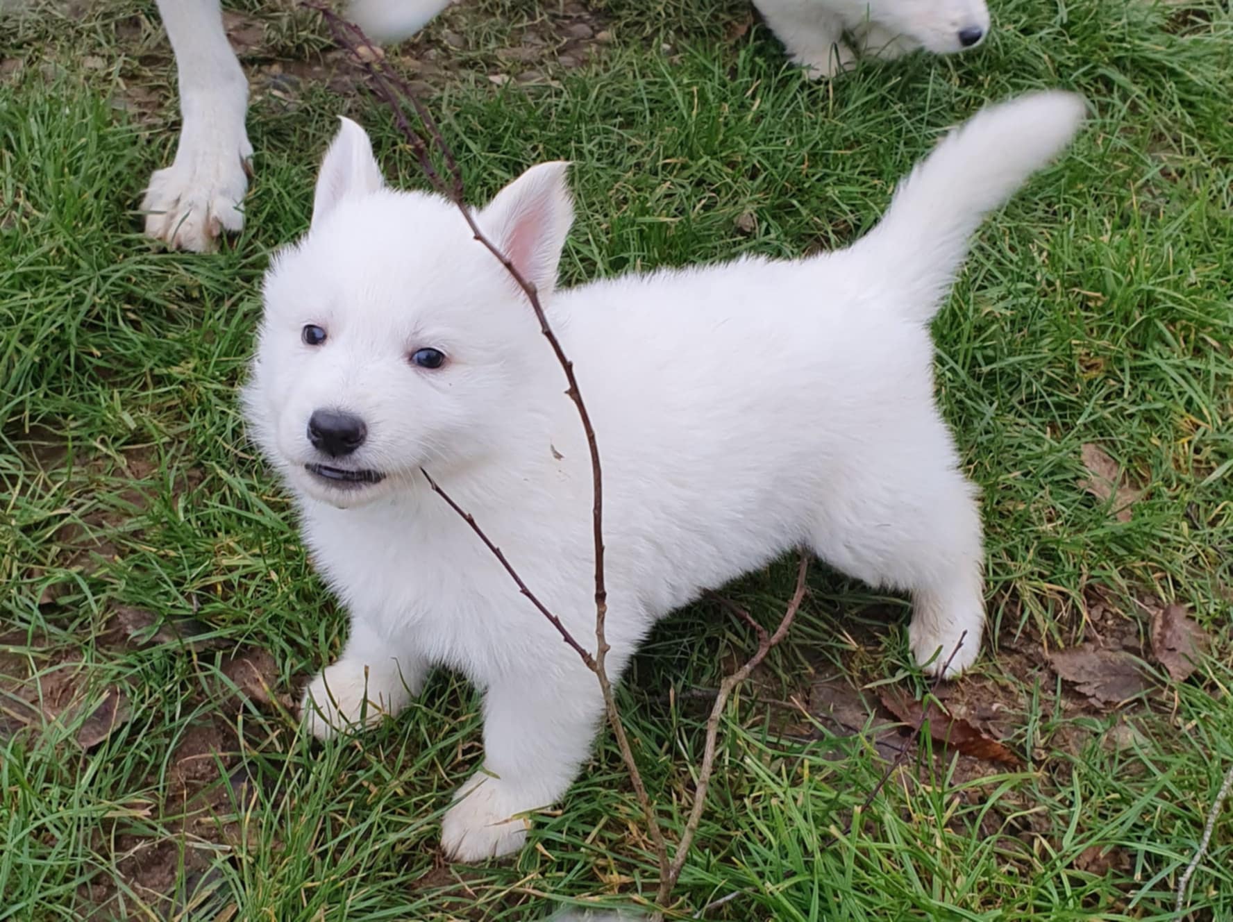 Chiots bergers blancs suisse LOF à Réserver