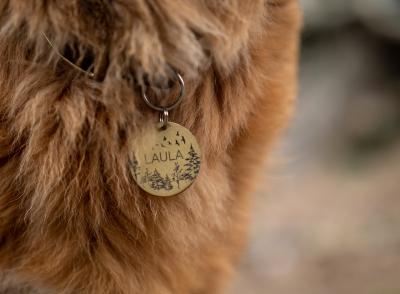 Blog Whoof : Un médaillon avec le nom d'un chien sur un collier