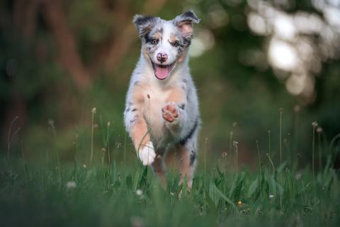 Race de chien