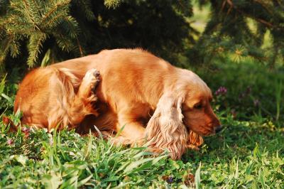 Blog Whoof : chien avec une allergie qui se gratte