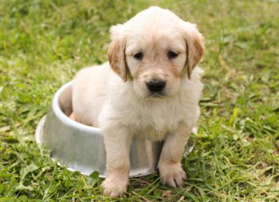 Blog Whoof : bébé chiot Golden Retriever assis dans une gamelle