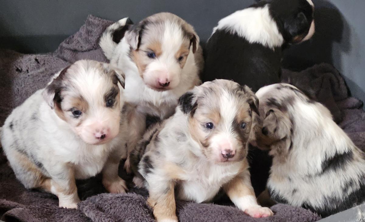 Elevage yellow sunshine