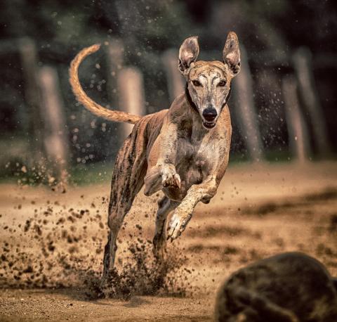 Race de chien