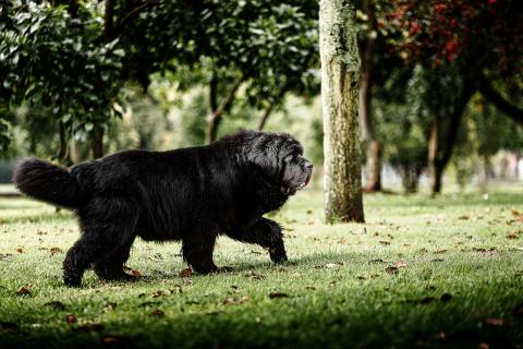 Race de chien