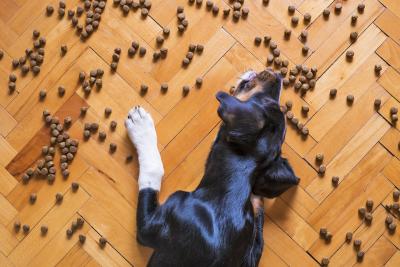 Blog Whoof: chien qui mange ses croquettes