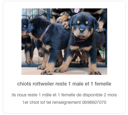 chiots rottweiler 4x femelles et 4x males