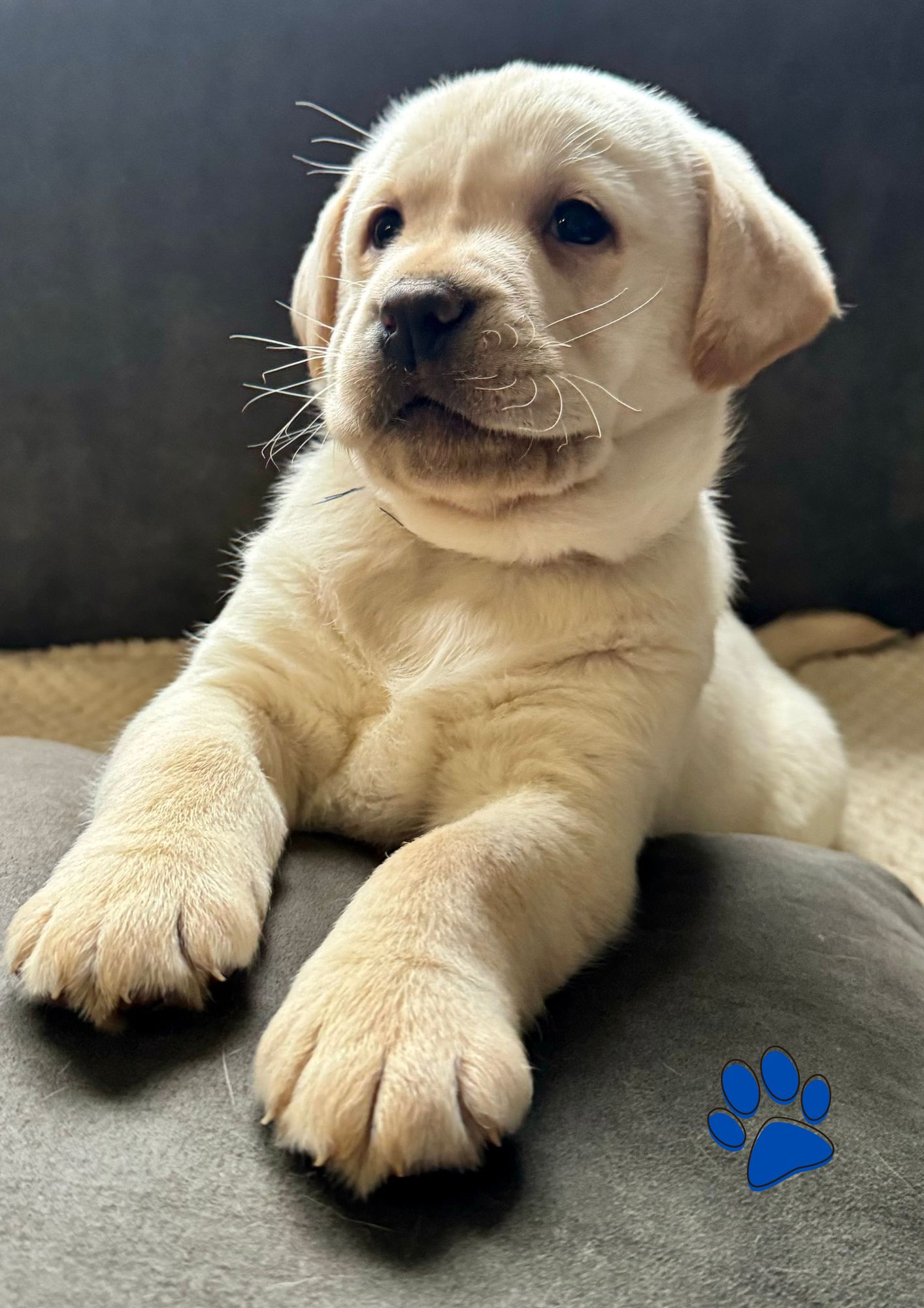 Labrador mâle collier bleu - LOF