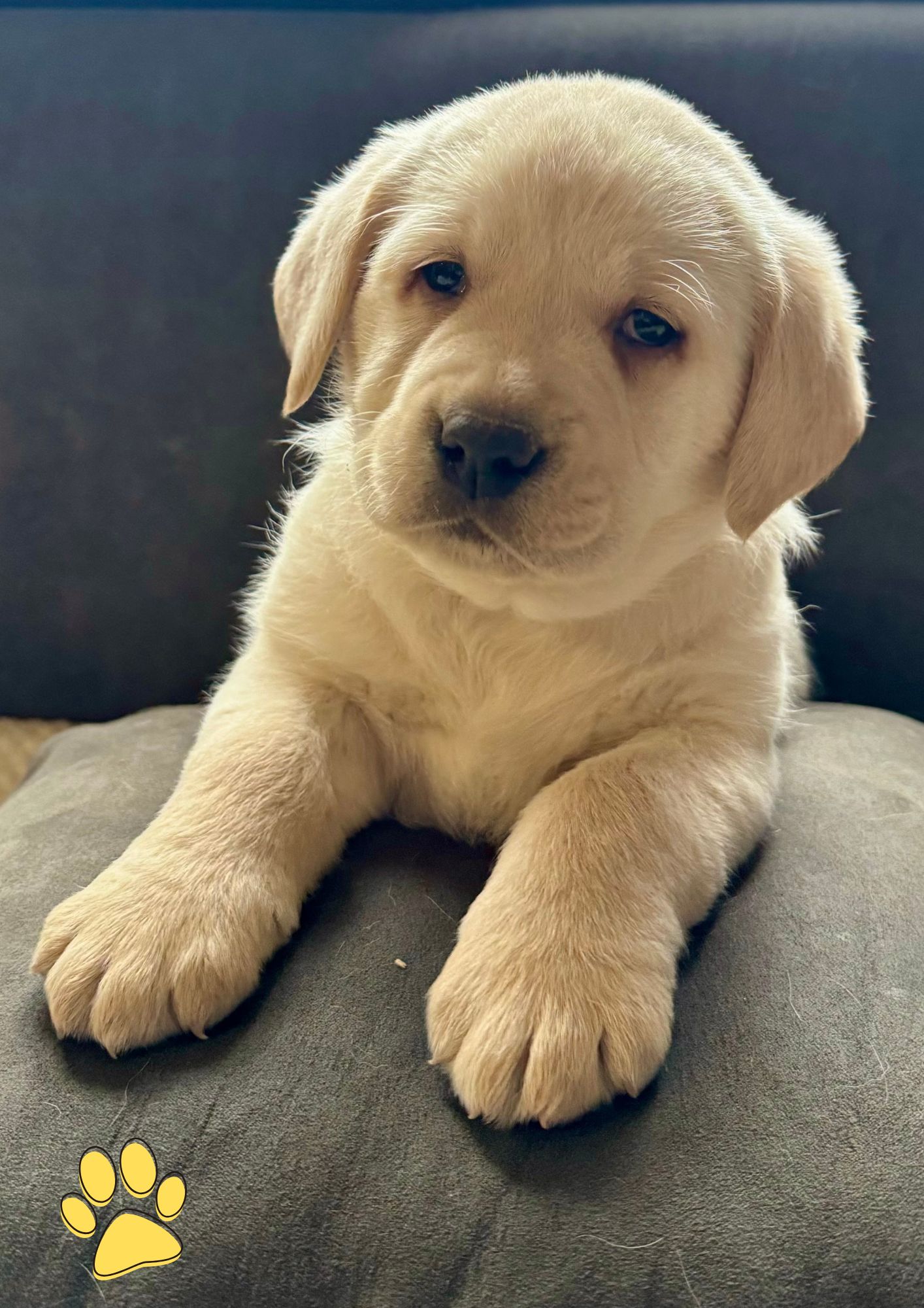 Labrador mâle collier jaune- LOF