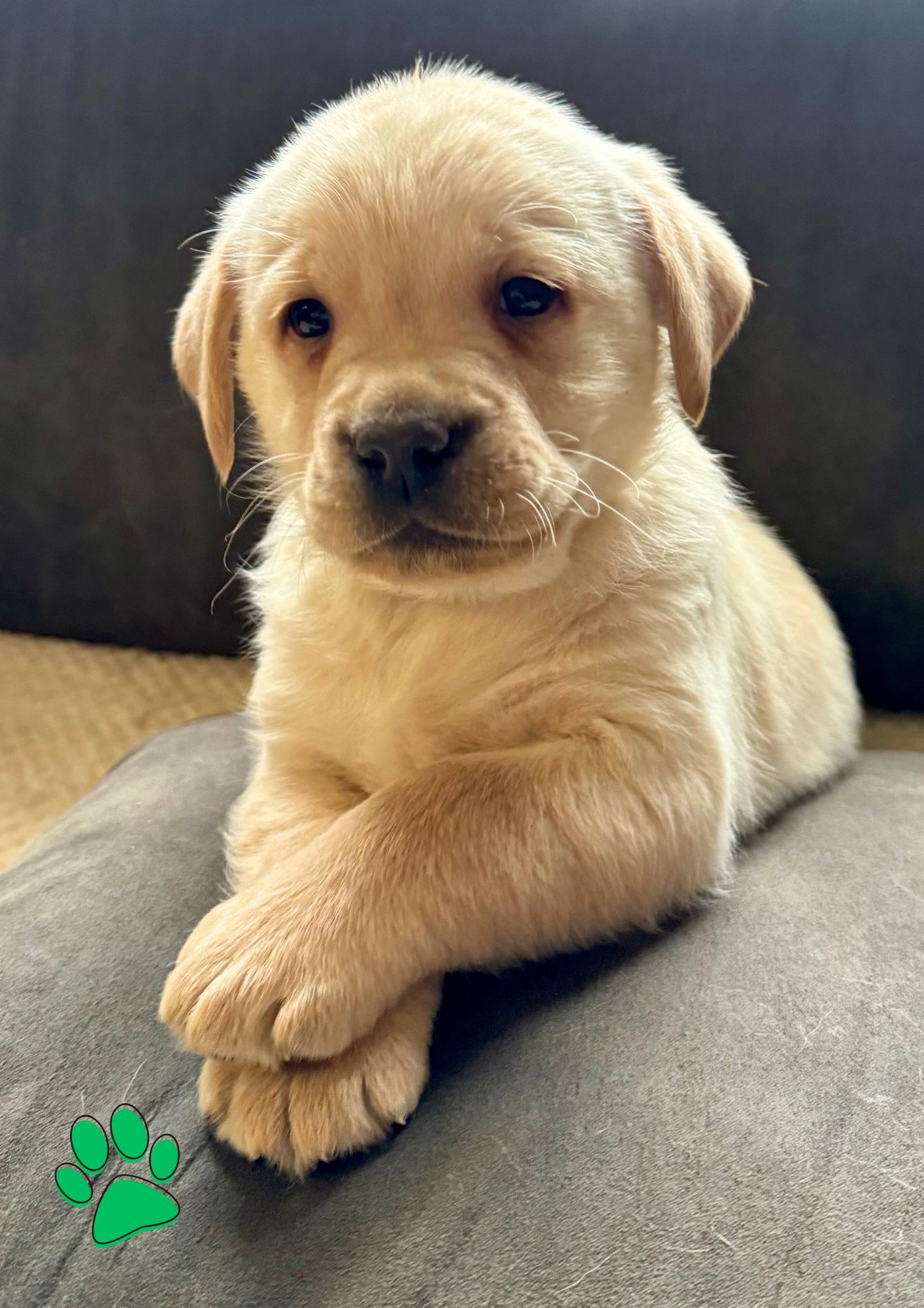 Labrador mâle collier vert - LOF