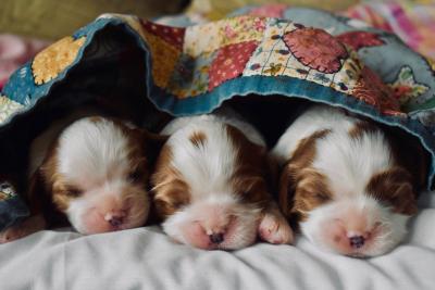 Whoof Blog : 3 chiots nouveaux-nés sous une couverture