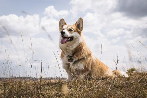 Race de chien