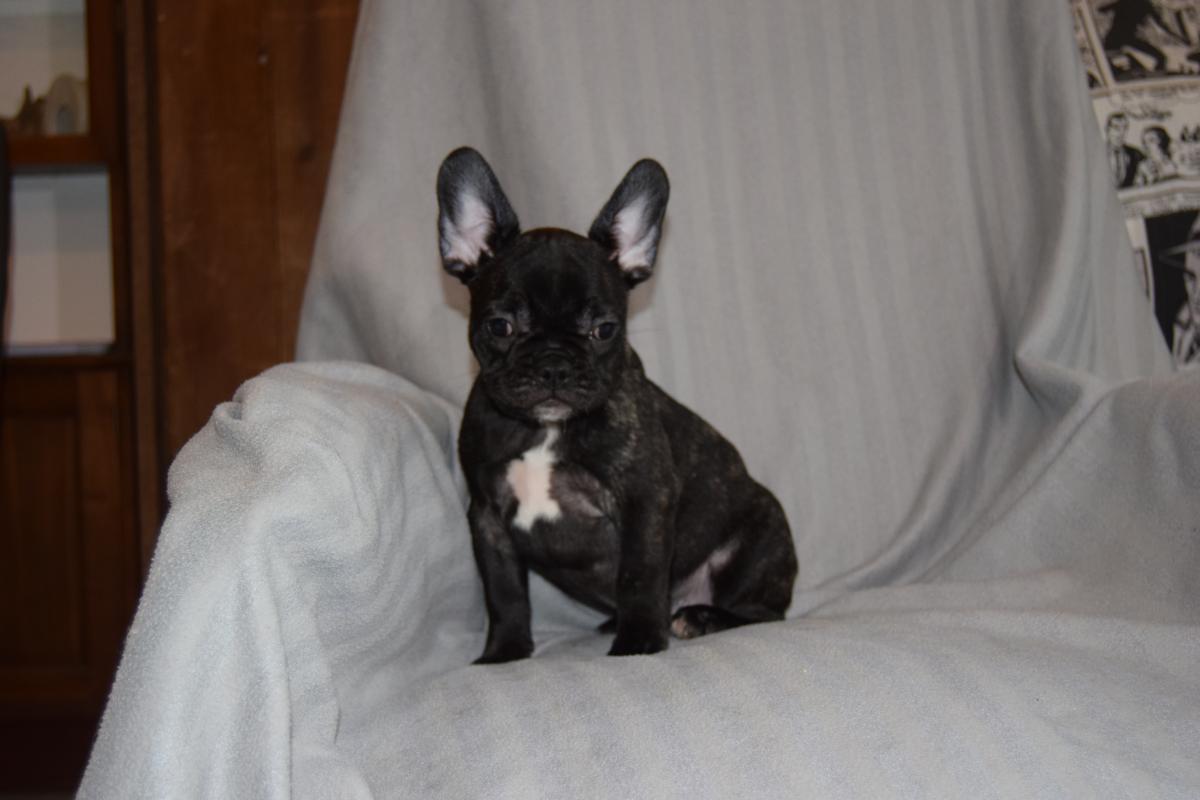 Chiot Mâle bringé Bouledogue Français