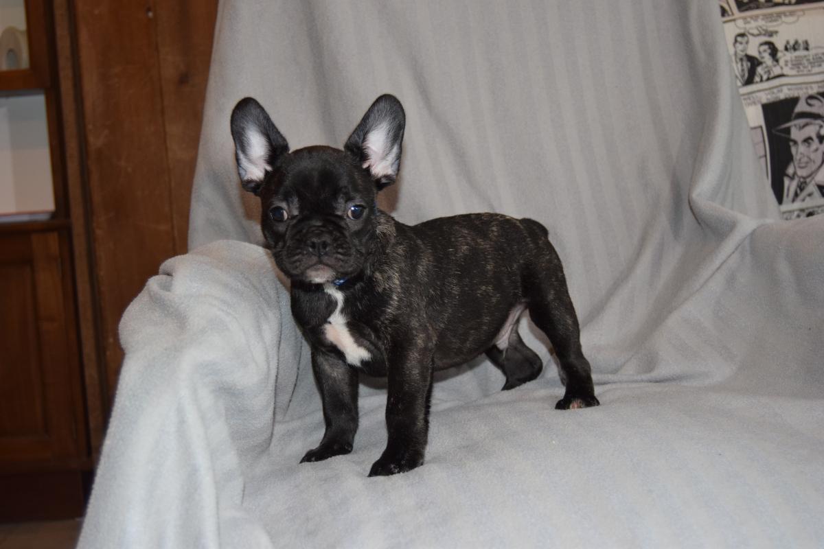 Chiot Mâle bringé Bouledogue Français