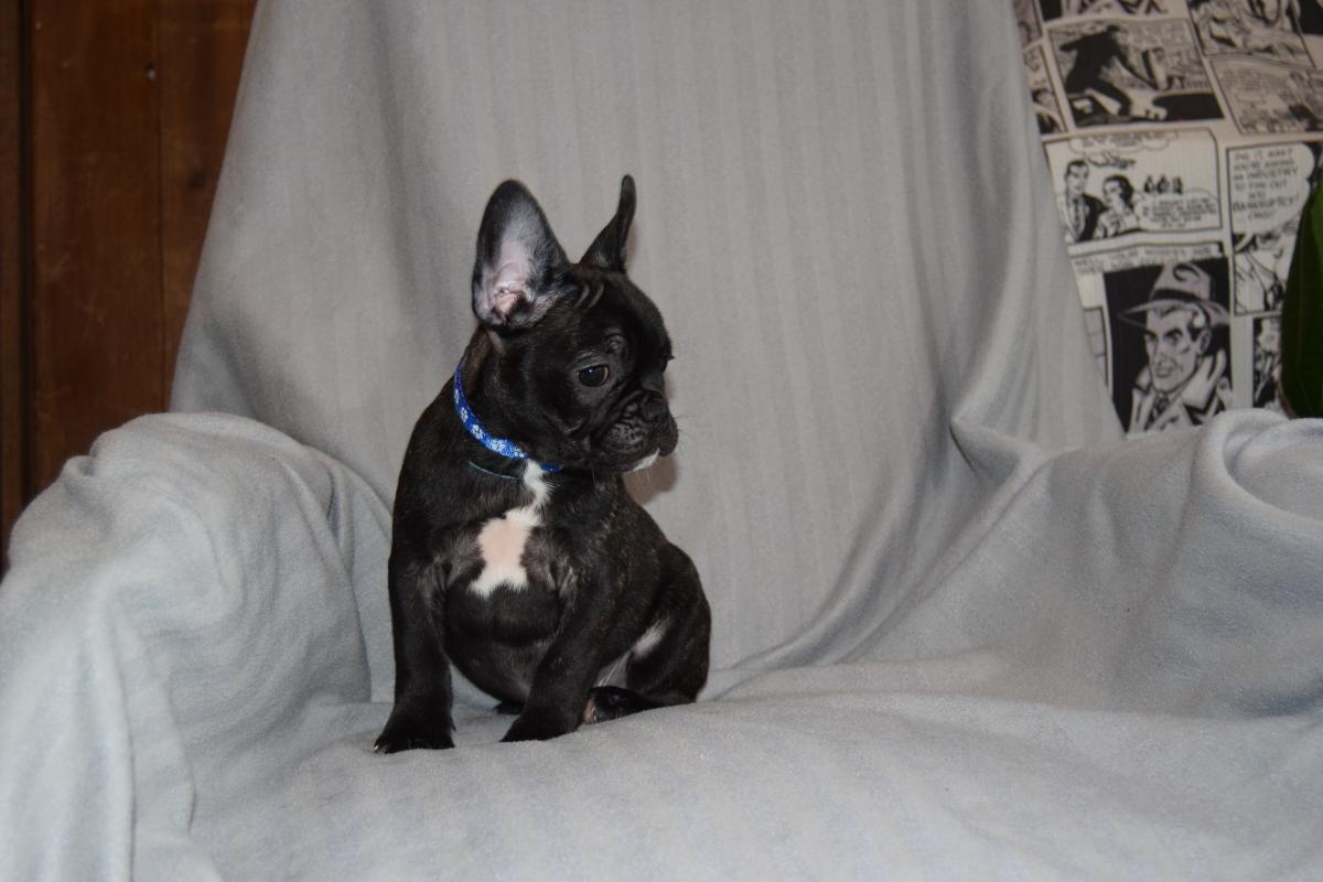 Chiot Mâle bringé Bouledogue Français