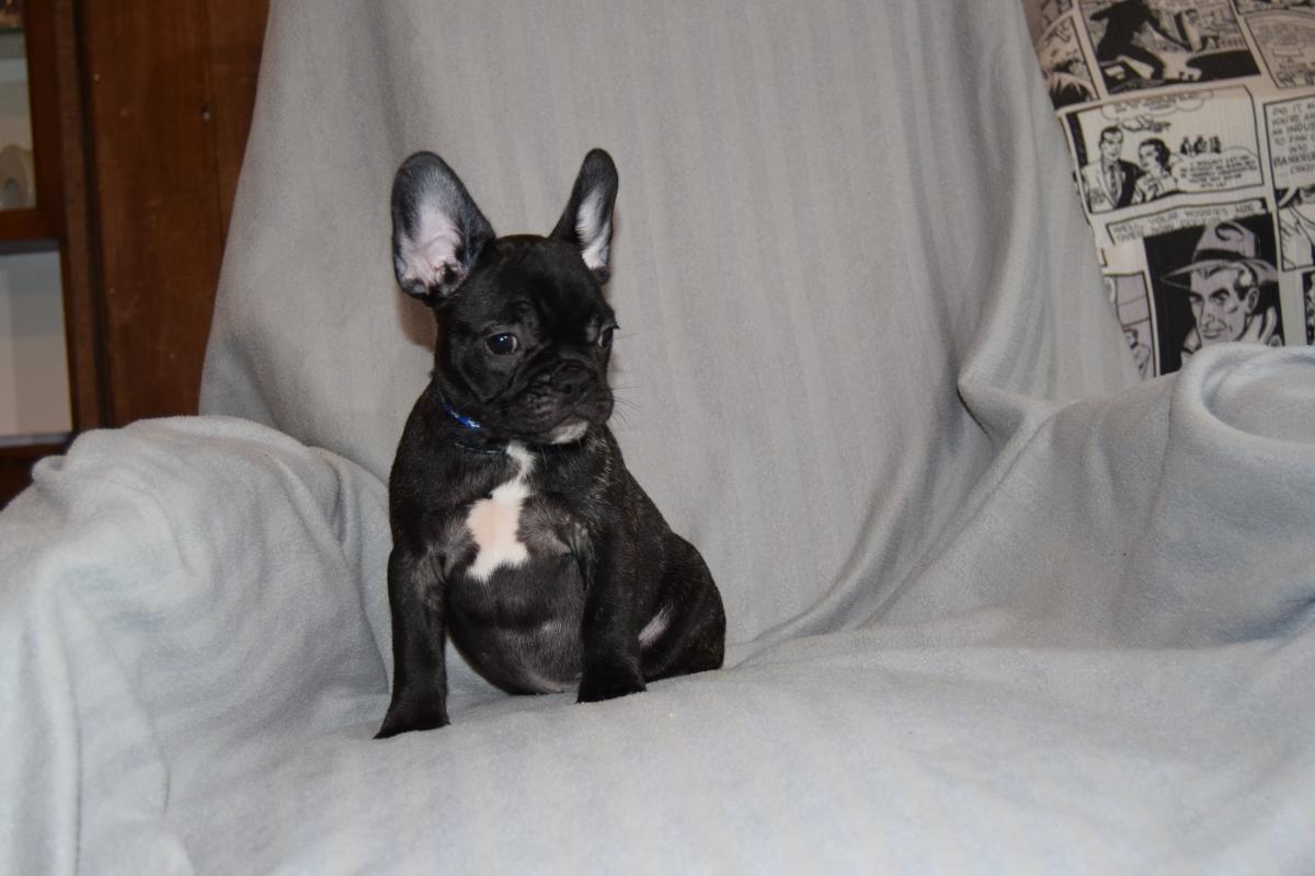 Chiot Mâle bringé Bouledogue Français