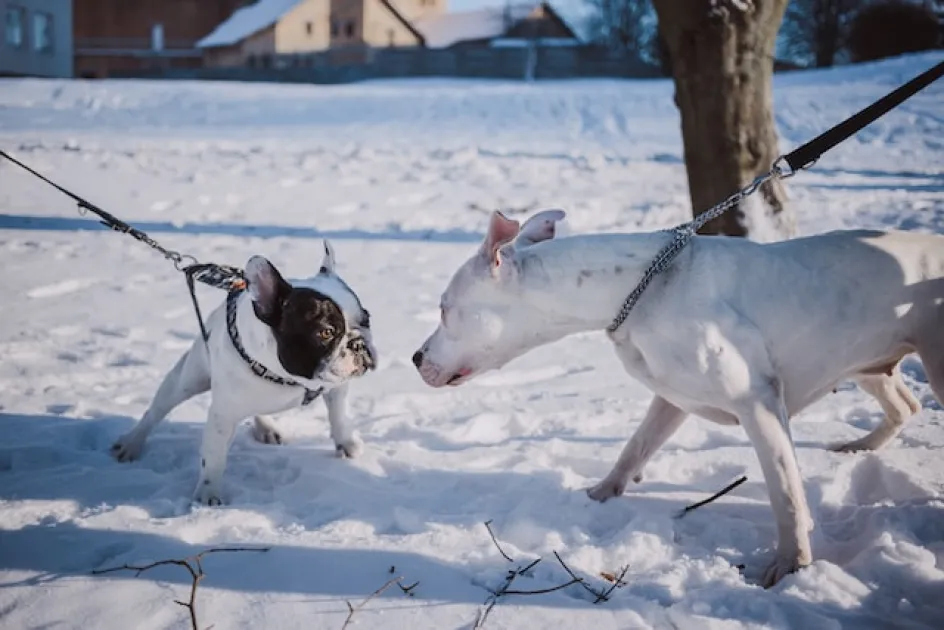 Blog Whoof : Socialisation de deux chiens dans la neige qui tirent sur la laisse