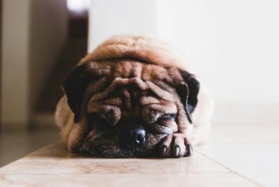 Éduquer un chien à vivre en appartement : conseils pratiques