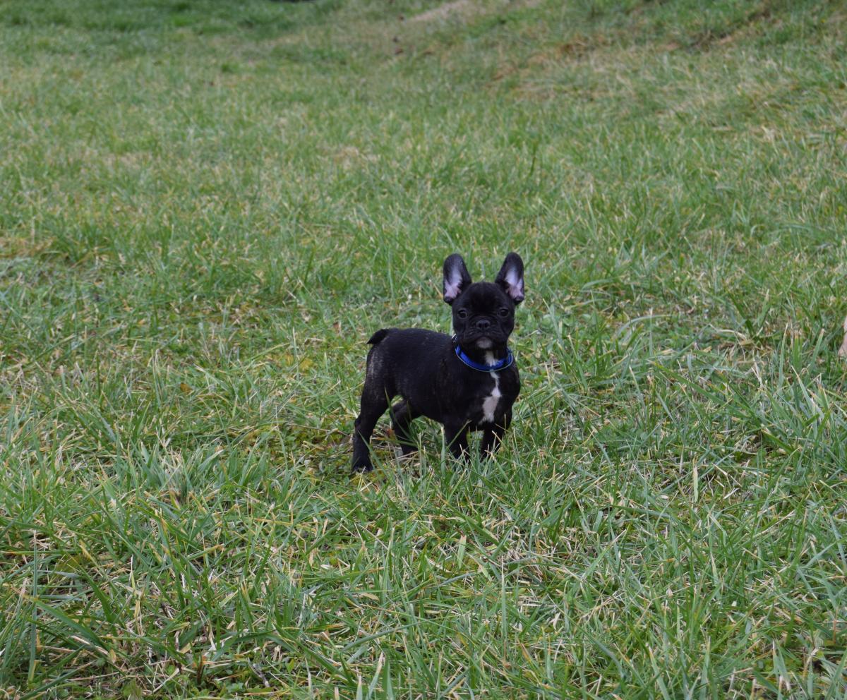 Chiot Mâle bringé Bouledogue Français
