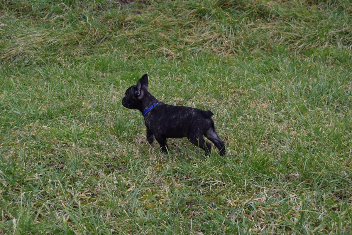 Chiot Mâle bringé Bouledogue Français